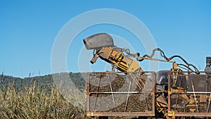 Sugar Cane Harvesting During Crushing Season In Australia