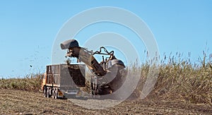 Sugar Cane Harvesting During Crushing Season In Australia