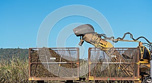 Sugar Cane Harvesting During Crushing Season In Australia