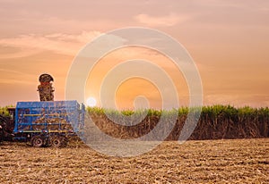 Sugar cane harvesting machine working