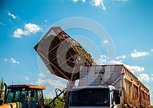 Sugar cane hasvest plantation field