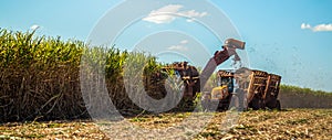 Sugar cane hasvest plantation field