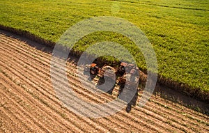 Sugar cane hasvest plantation field photo