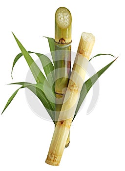 Sugar cane isolated on white background