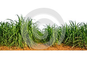 Sugar cane isolated on white background and cliping path