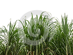 Sugar cane isolated on white background and cliping path .