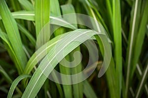 Sugar cane leaf Sugarcane leaf