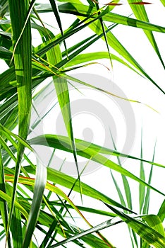 Sugar cane leaf background