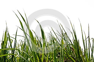 Sugar cane leaf