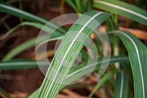 Sugar cane leaf Sugarcane leaf.