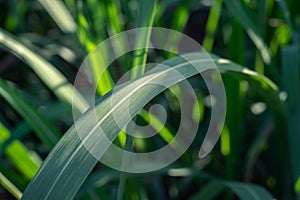 Sugar cane leaves fresh green close-up