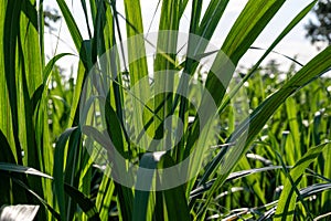 Sugar cane leaves fresh green close-up