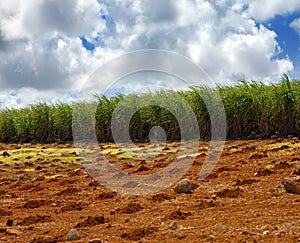 Sugar cane. Mauritius