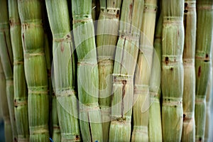 Sugar cane peeled photo