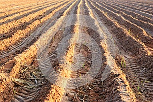 Sugar cane plant