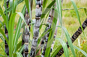 Sugar cane plant closeup tropical climate plantation agricultural crop organic raw growth horizontal