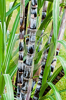 Sugar cane plant closeup tropical climate plantation agricultural crop organic raw growth vertical