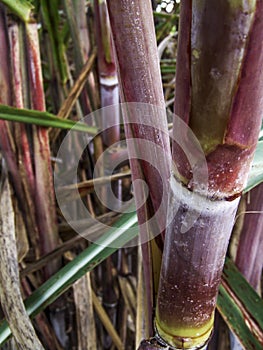 Sugar cane plant on field in Brazil photo