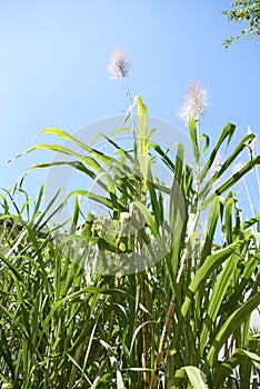 Sugar cane plant, flowered, Saccharum officinarum photo