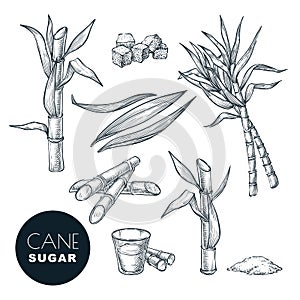 Sugar cane plant and leaves sketch vector illustration. Natural organic sweetener. Hand drawn isolated design elements