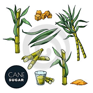 Sugar cane plant and leaves sketch vector illustration. Natural organic sweetener. Hand drawn isolated design elements