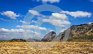 Sugar cane plant with mountant an blue sky