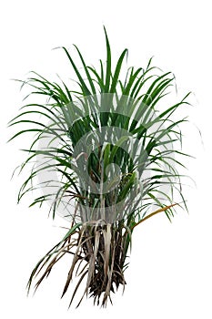 sugar cane plant single on white background
