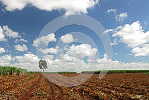 Sugar cane plantation