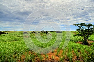 Sugar cane Plantation