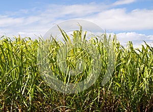 Sugar cane plantation closeup used in biofuel