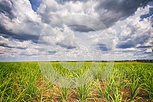 Sugar cane plantation and cloudy sky - Brazil coutryside