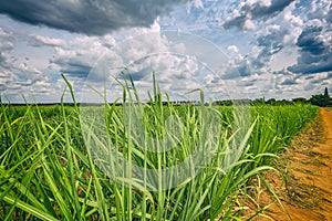 Sugar cane plantation and cloudy sky - Brazil coutryside