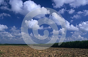 Sugar cane plantation in Dominican republic