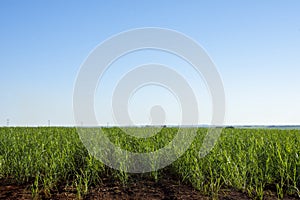 sugar cane plantation in Dourados  Mato Grosso do Sul  Brazil