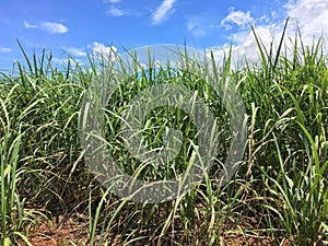 Sugar cane plantation, Fazenda, Sao Paulo Stare Brazil