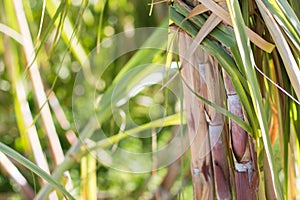 Sugar cane plantation in Gran Canaria Spain photo