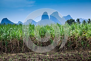 Sugar cane plantation .