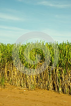 Azúcar Junco plantación 