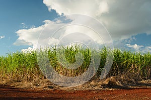Sugar cane plantation