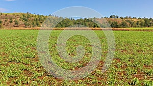 Sugar cane plantations. Mindanao, Philippines