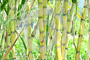 Sugar cane plants