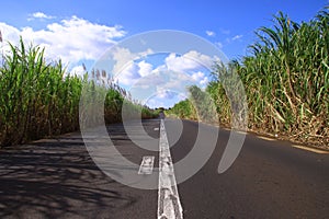 Sugar cane plants