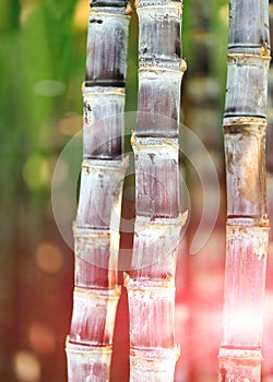 Sugar cane plants