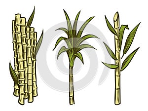 Sugar cane plants isolated on white background photo