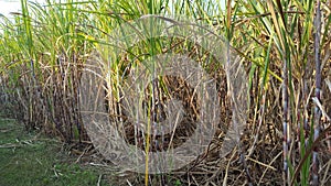 Sugar cane plants with various variants.