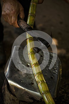 Sugar cane. Pressing juice