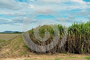 Sugar Cane Ready To Harvest