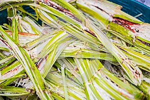 Sugar cane for recycling energy Sugarcane bagasse reuse for nature fiber paper and biofuel recycle fuel