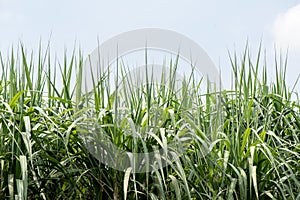 Sugar cane or Saccharum officinarum trees on nature background