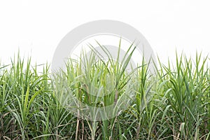 Sugar cane or Saccharum officinarum trees on nature background